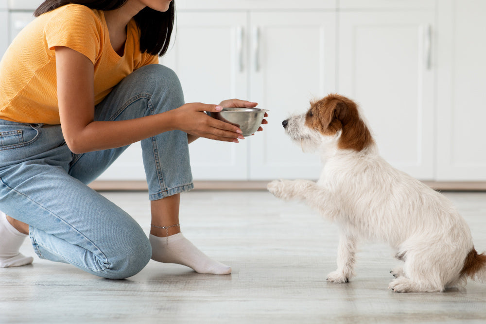 Is There a Best Time of Day to Feed Your Dog?