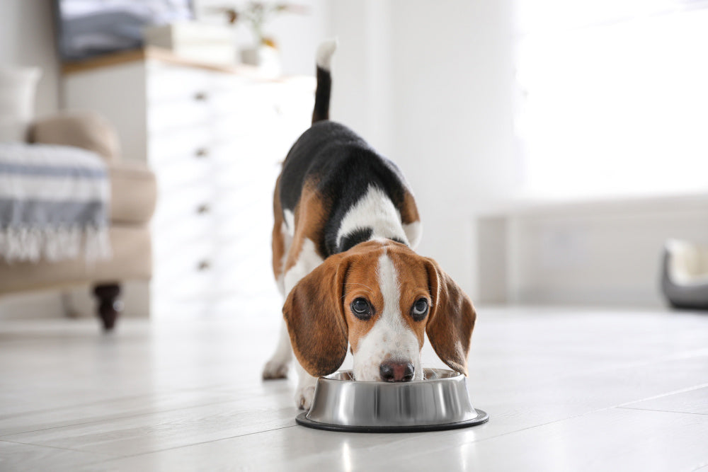 Is a Grain-Free Diet Healthy for My Dog?