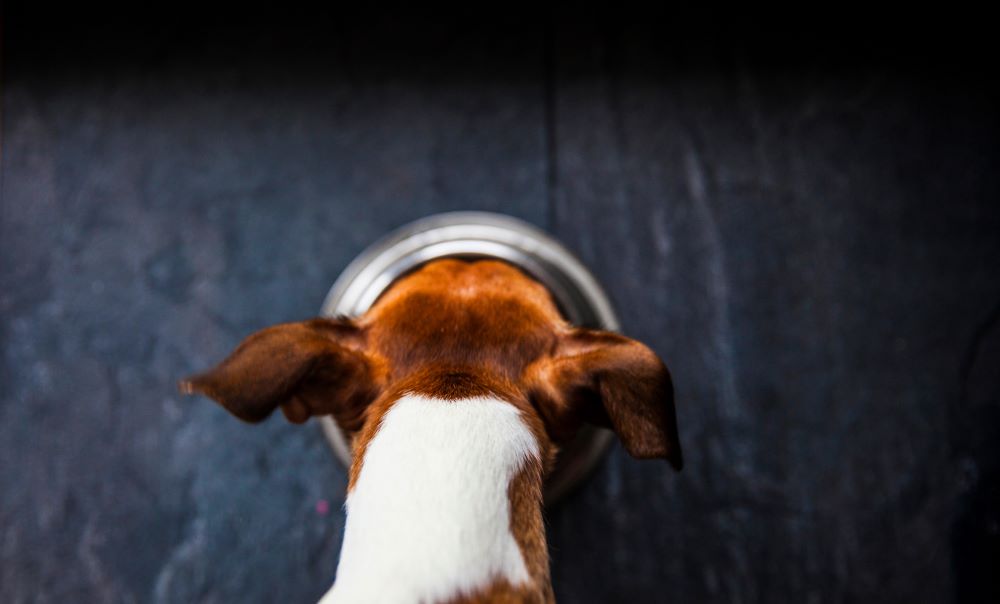 Just Like Humans, A Dog's Appetite Is Subject to Change