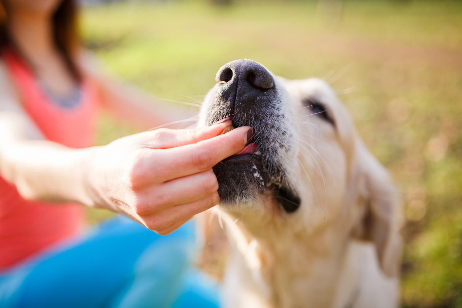 Keep Your Dog's Gut Healthy with Nextrition Tummy Treats