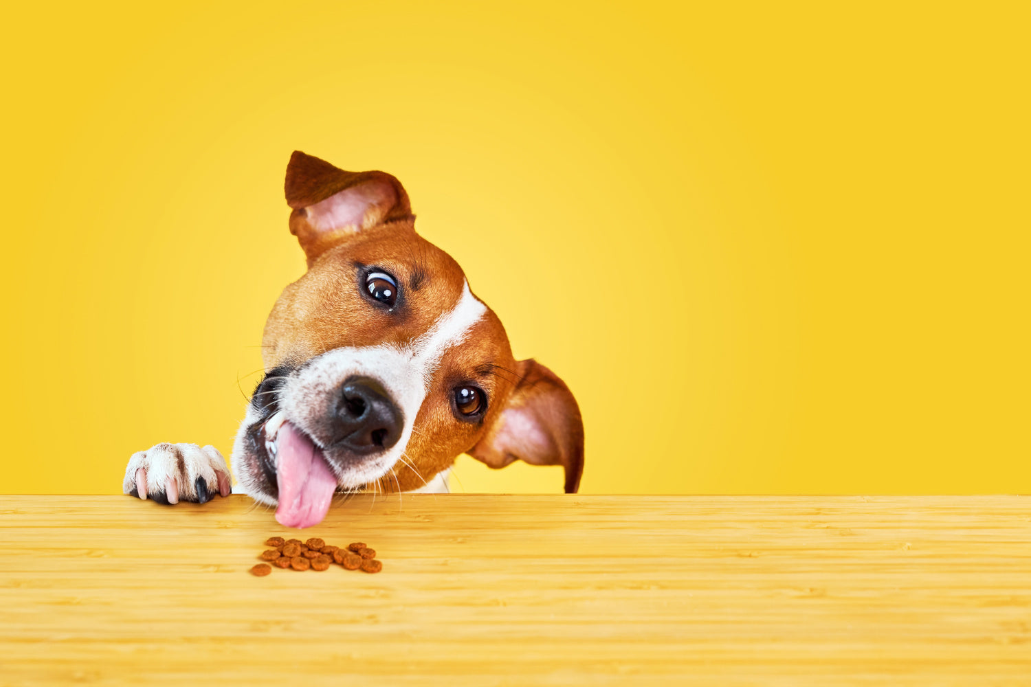 Kibble Can Be Difficult to Digest for Some Dogs – Here's Why