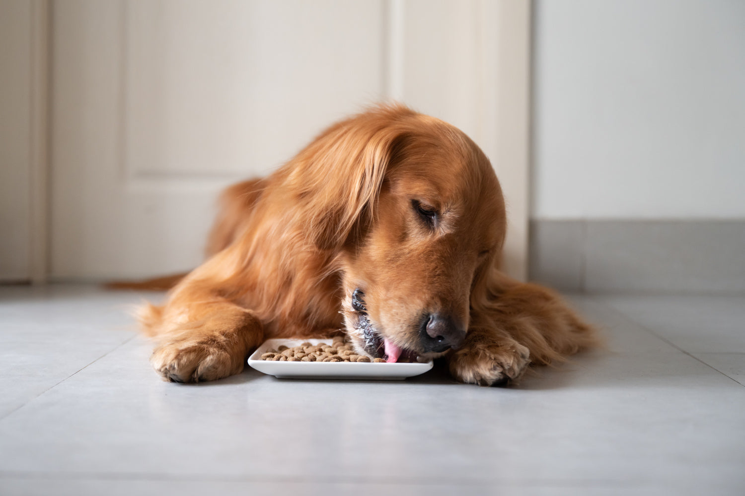 Looking for Chicken-Free Dog Food? We’ve Got You Covered