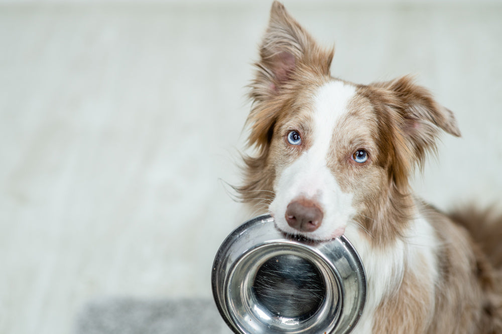 Managing Your Dog's Diet After a Bout of Pancreatitis