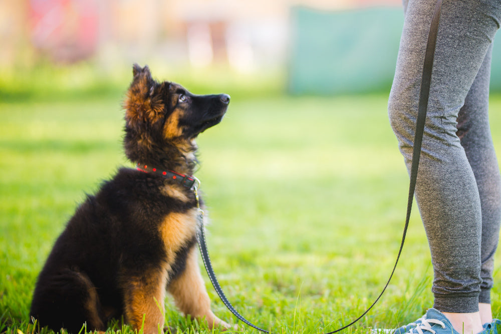 How to Train a Non Food Motivated Dog: Expert Tips That Work