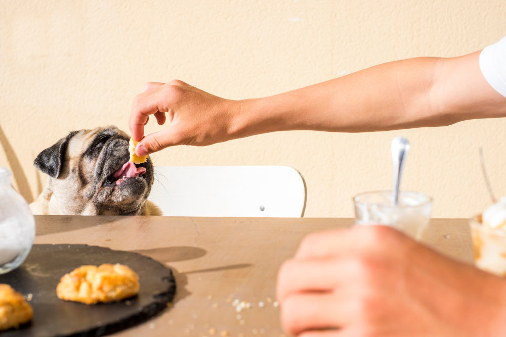 My Dog Loves Eggs – Are They Safe for Him to Eat?