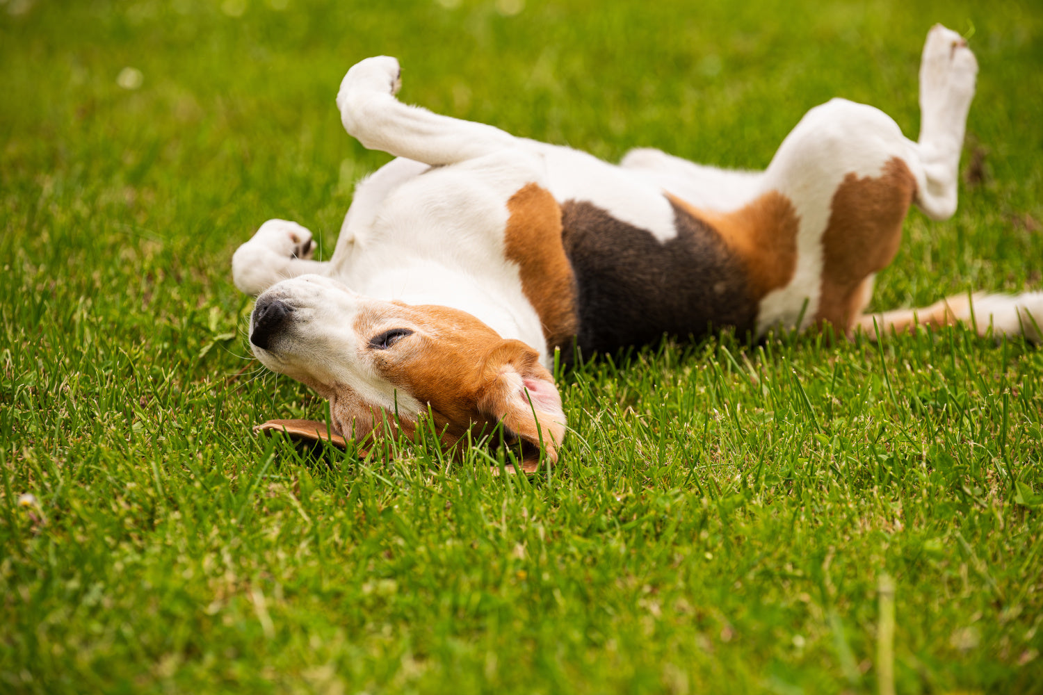 My Dog Loves People Food – Is It Okay as a Regular Treat?