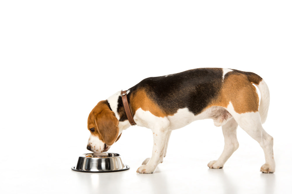 Never Run to the Pet Store Again With Mail Order Dog Food
