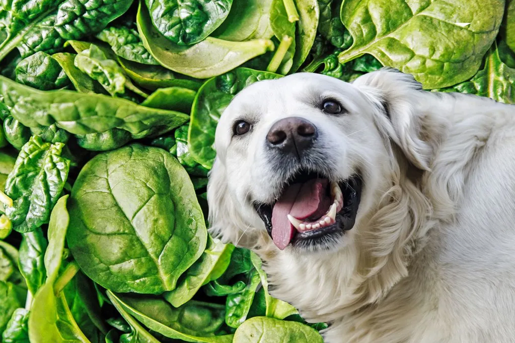 Can dogs top eat spinach