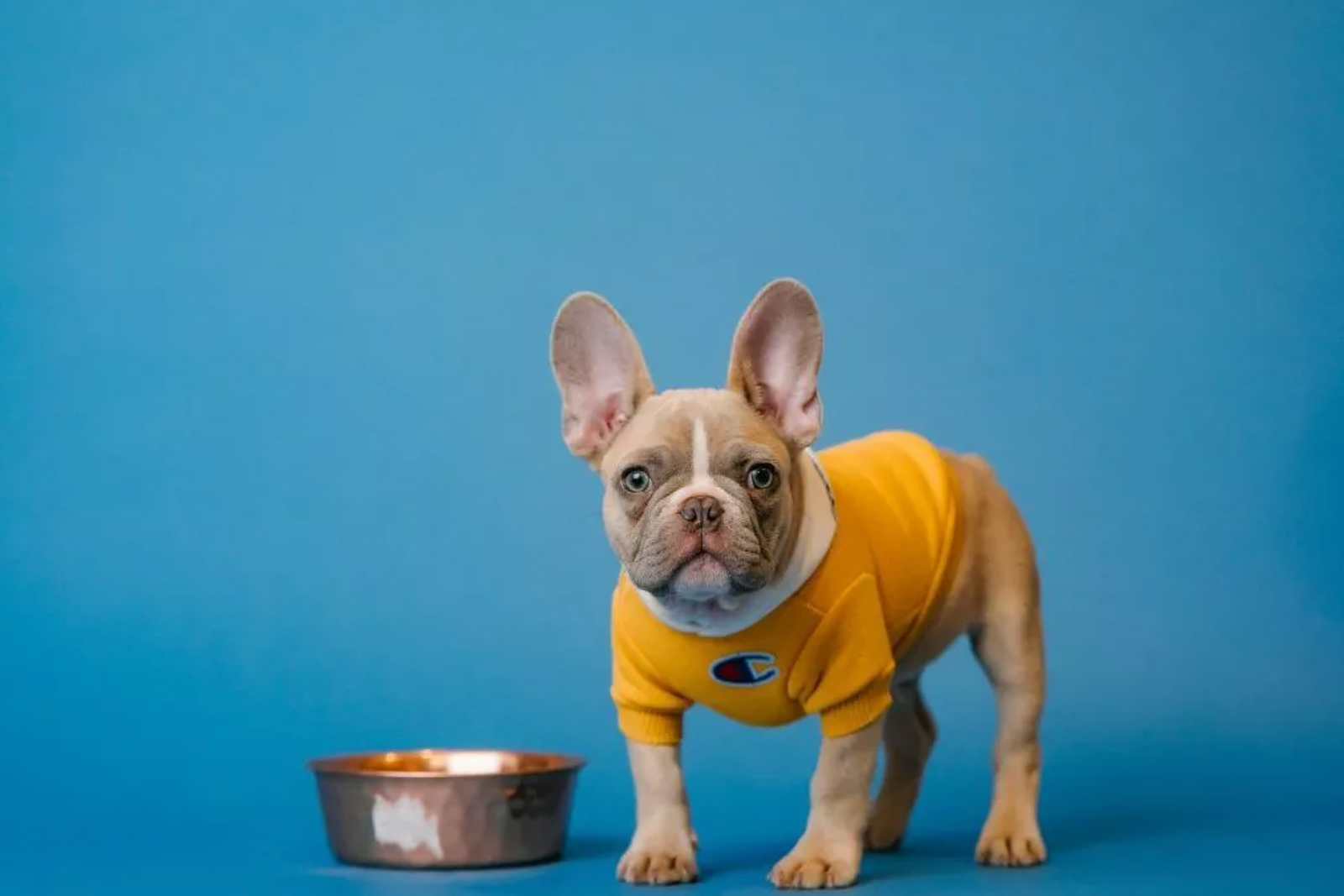 Is millet bad for dogs best sale