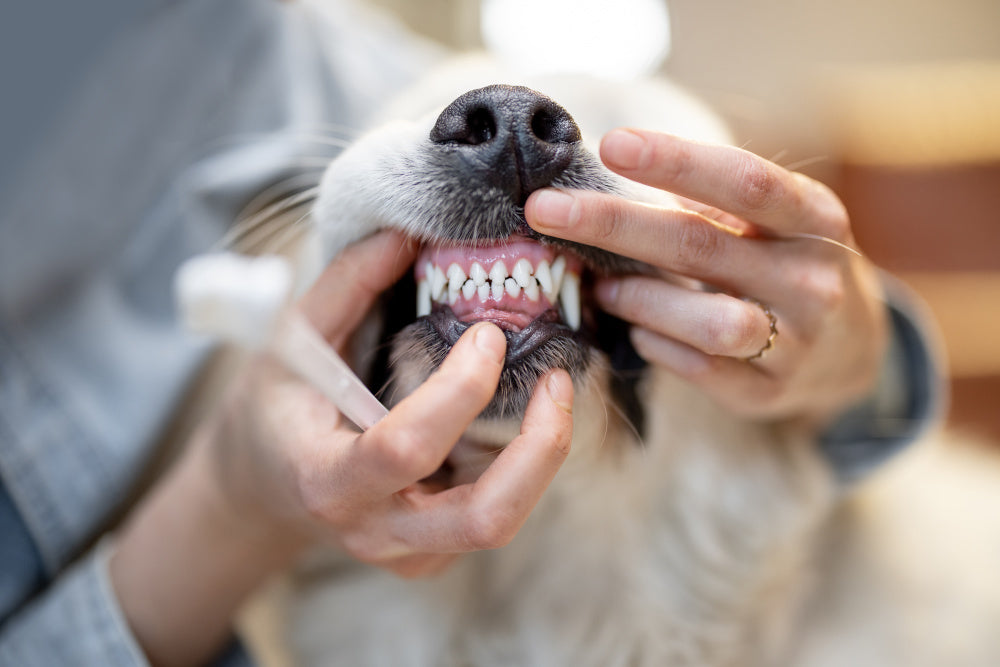 What Happens If a Dog Eats Moldy Food: Risks & Emergency Tips