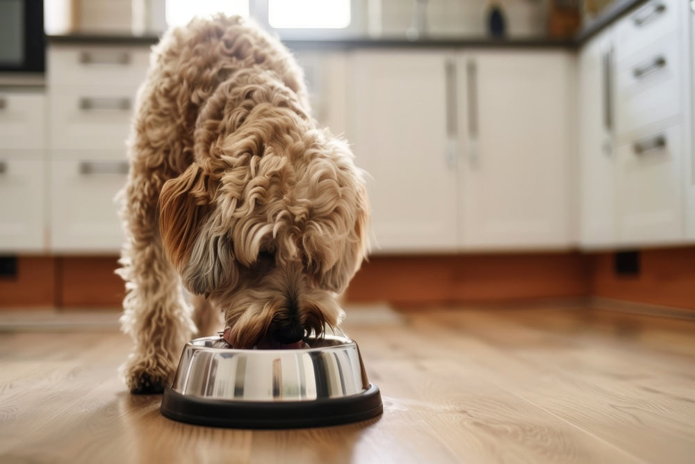 The Future of Dog Nutrition: Why Cold-Pressed Food Is Leading the Way