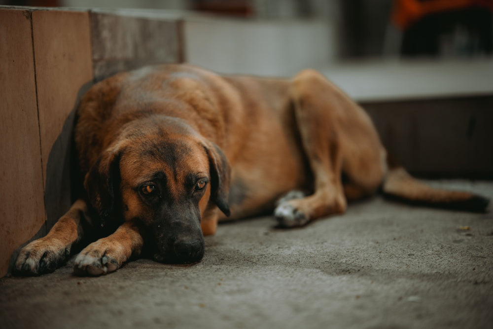 The Microbiome Matters: How Diet Affects Your Dog’s Gut