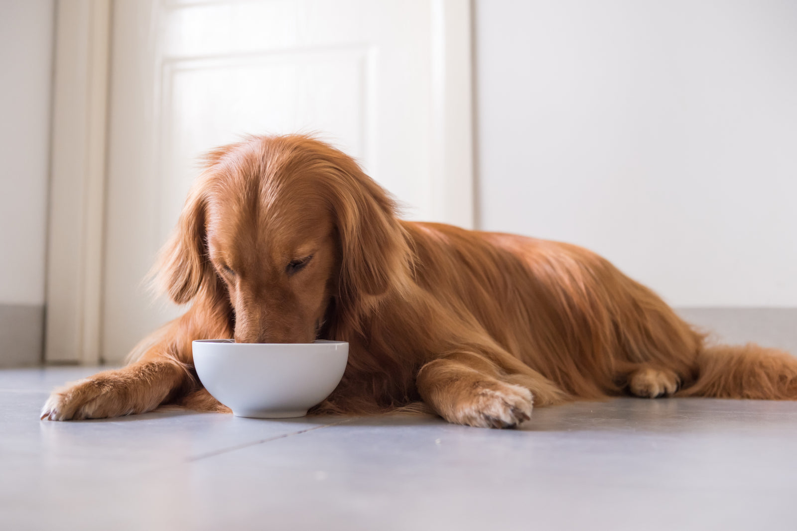 How Long Can Dry Dog Food Sit Out? Nextrition Pet