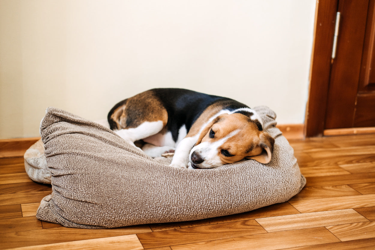 Throwing Up Kibble Could Be a Sign of Bloating – Here’s What to Know