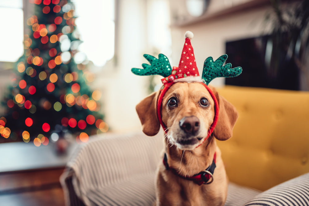 Tinsel Is Making a Comeback – Be Vigilant on Behalf of Your Dog