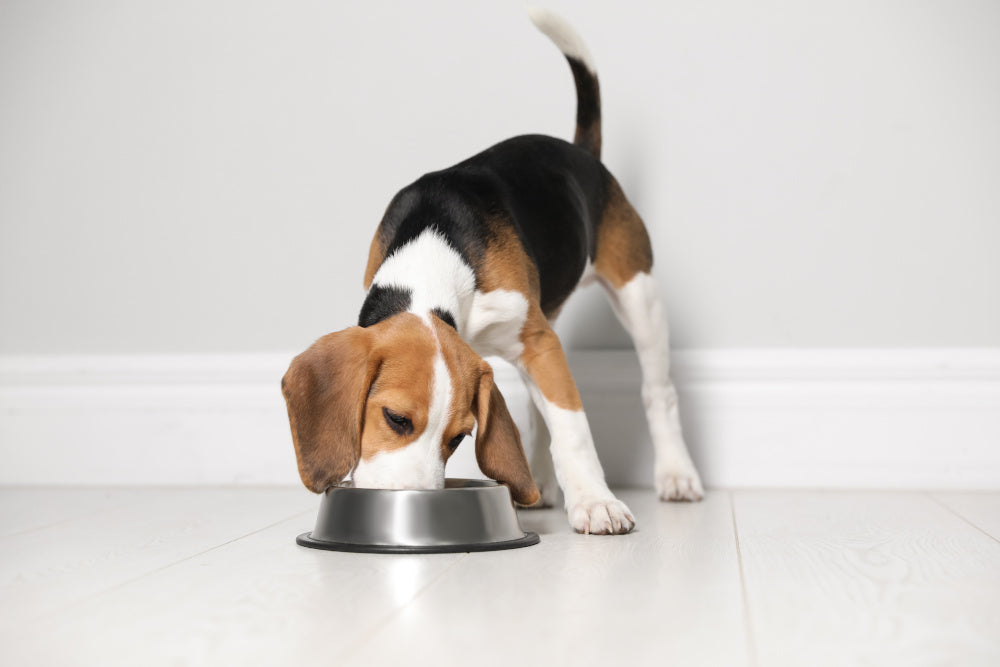 Tips for Getting Your Dog to Stop Moving Her Food Bowl Around