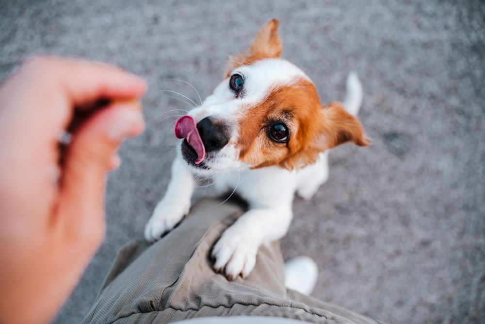 Tips for Training a Dog to Stay Calm at Mealtime