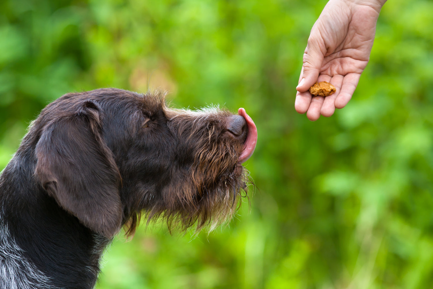 Treats Shouldn't Be Just Anything – Dogs Need Healthy Treats