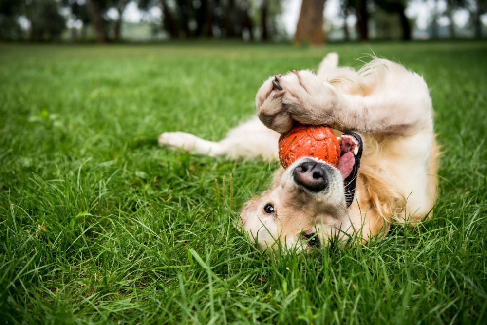 Your Furry Friend Deserves the Best: Air-Dried Dog Food vs. Cold-Pressed