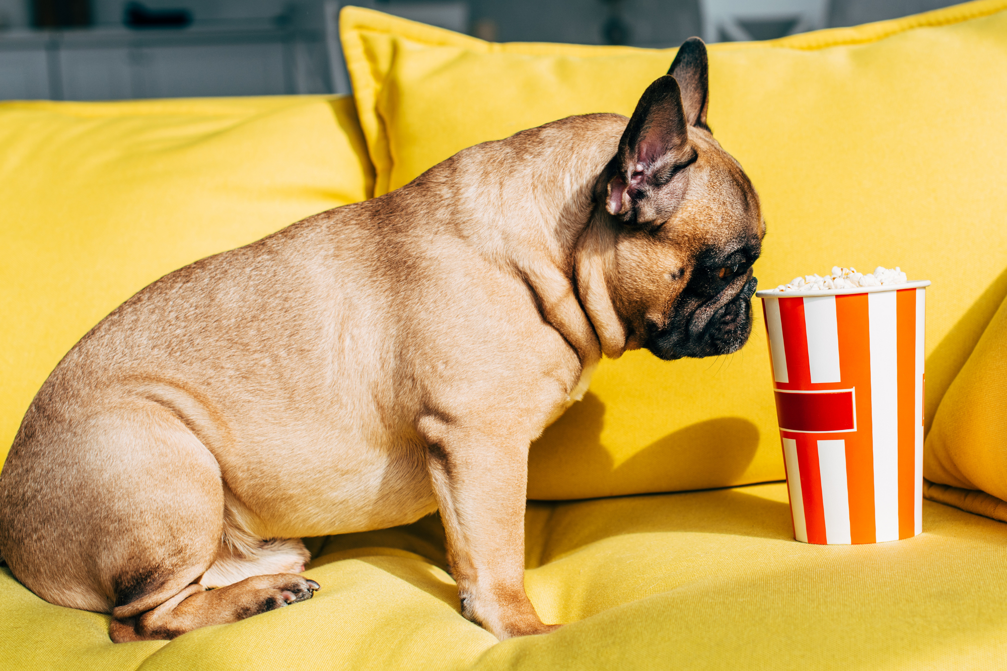 How bad is sales popcorn for dogs