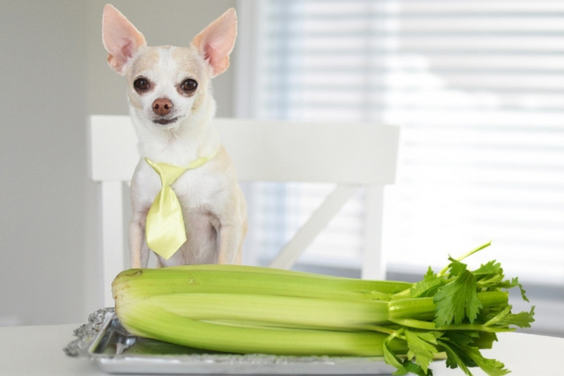 Can i give my dog celery online