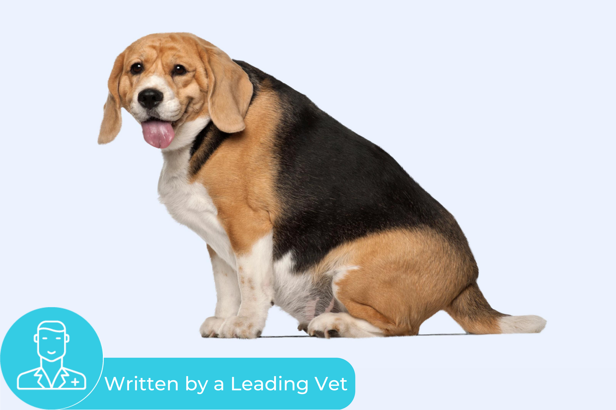 How To Tell If Your Dog Is Overweight And What To Do About It