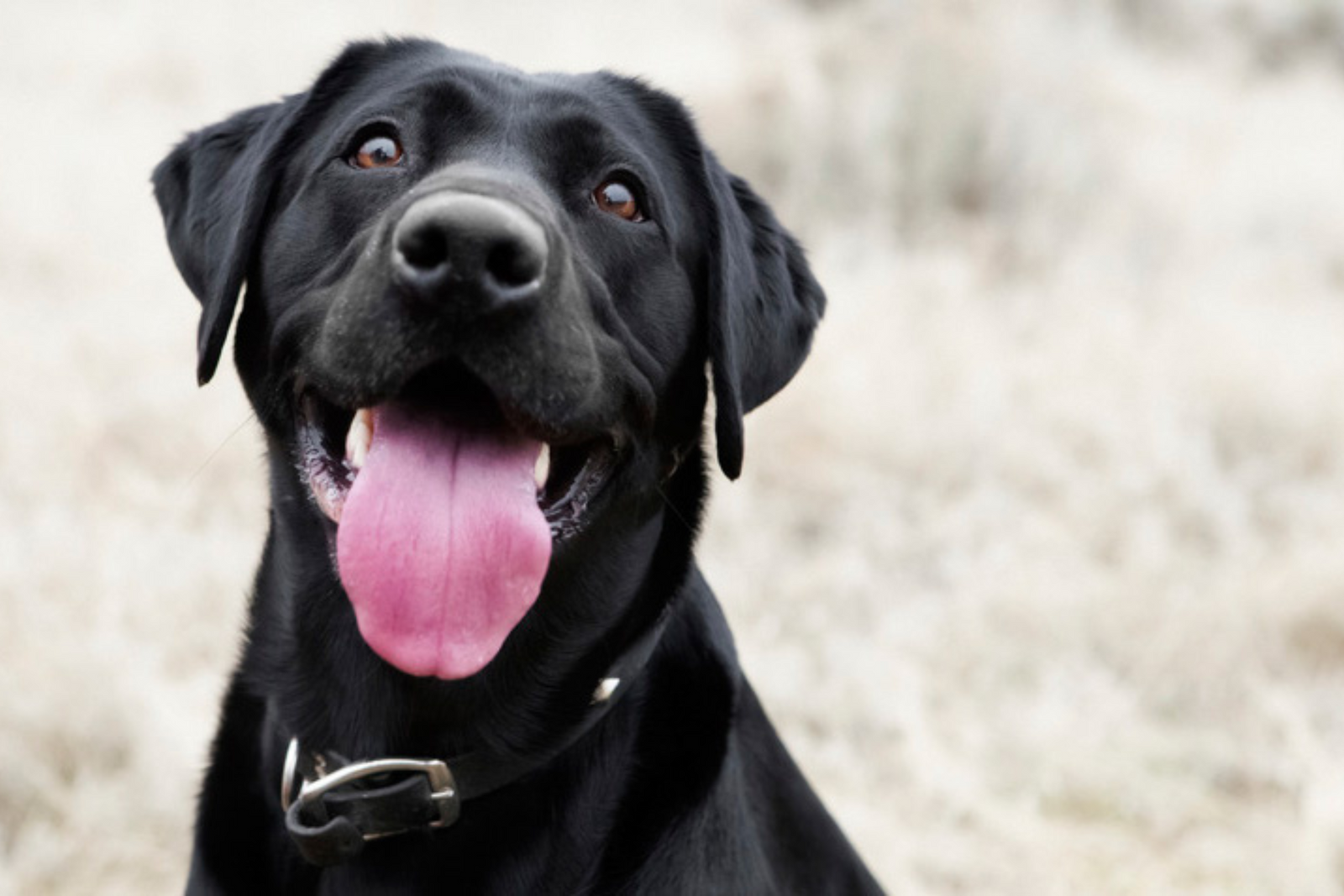 How to Keep Your Dog Healthy: 11 Tips for New Pet Parents