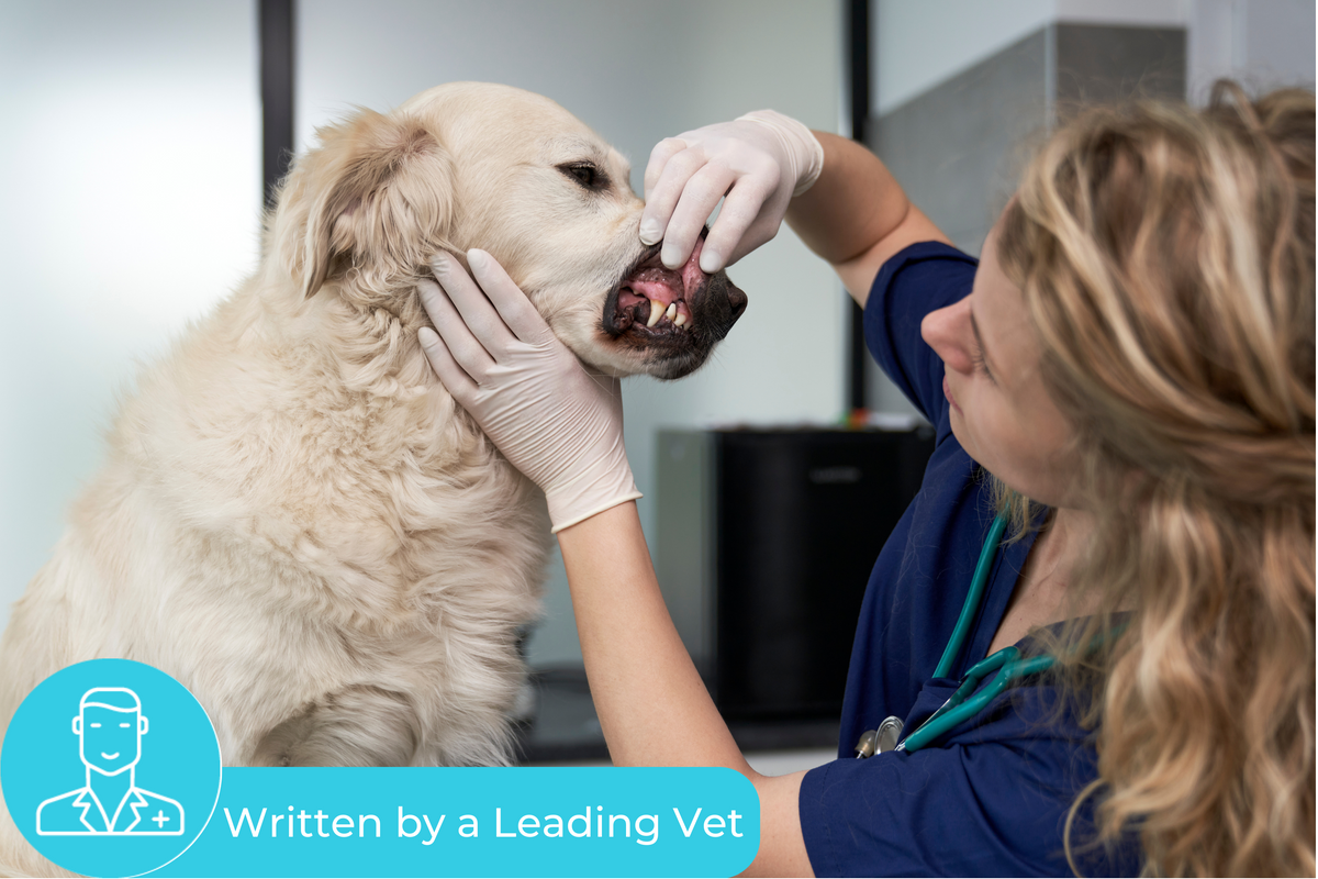 Dog Dental Disease Prevention Nextrition Pet