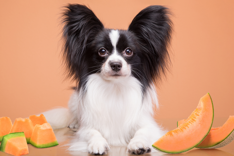 Dogs eat cantaloupe hotsell