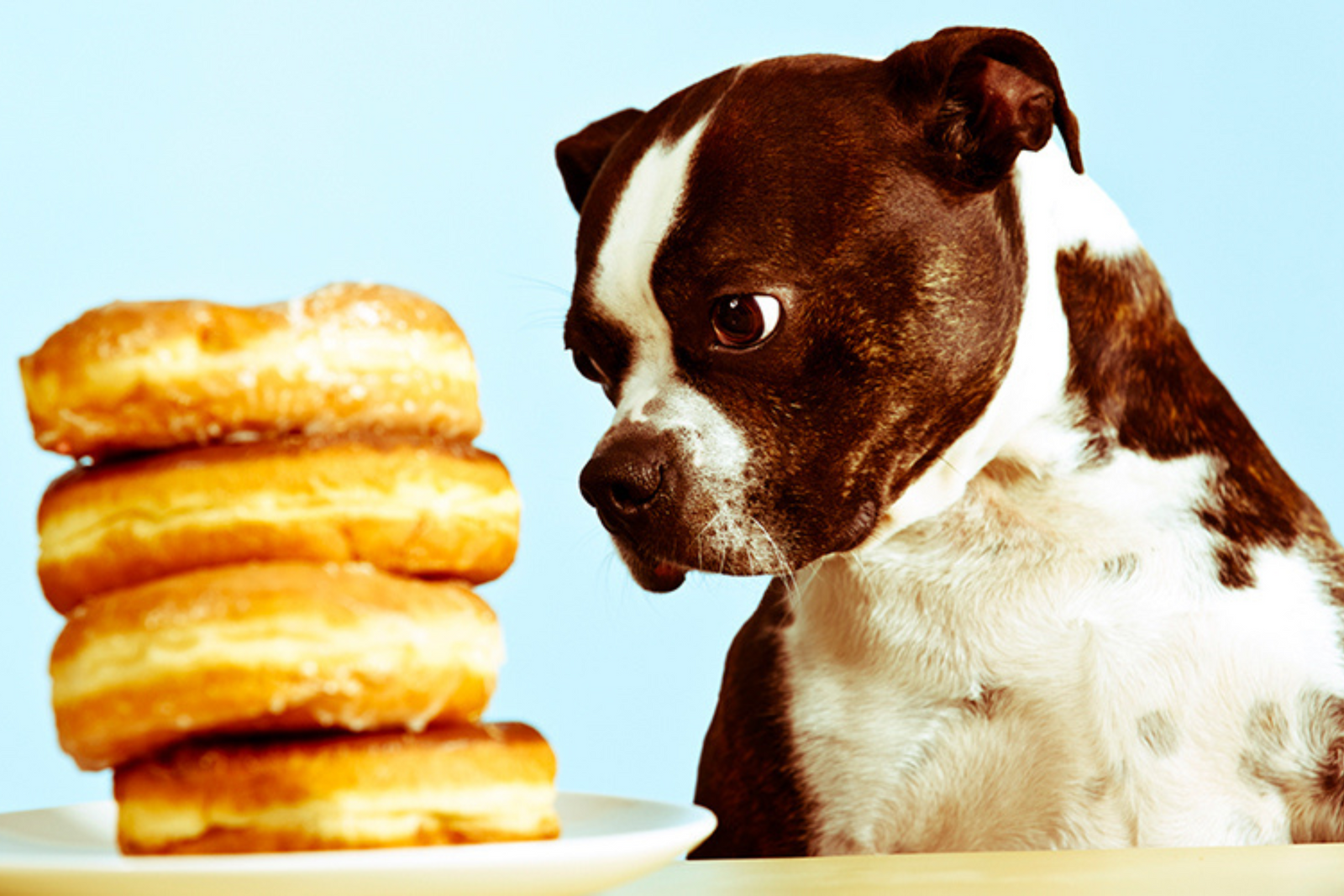 Foods not to give your dog hot sale