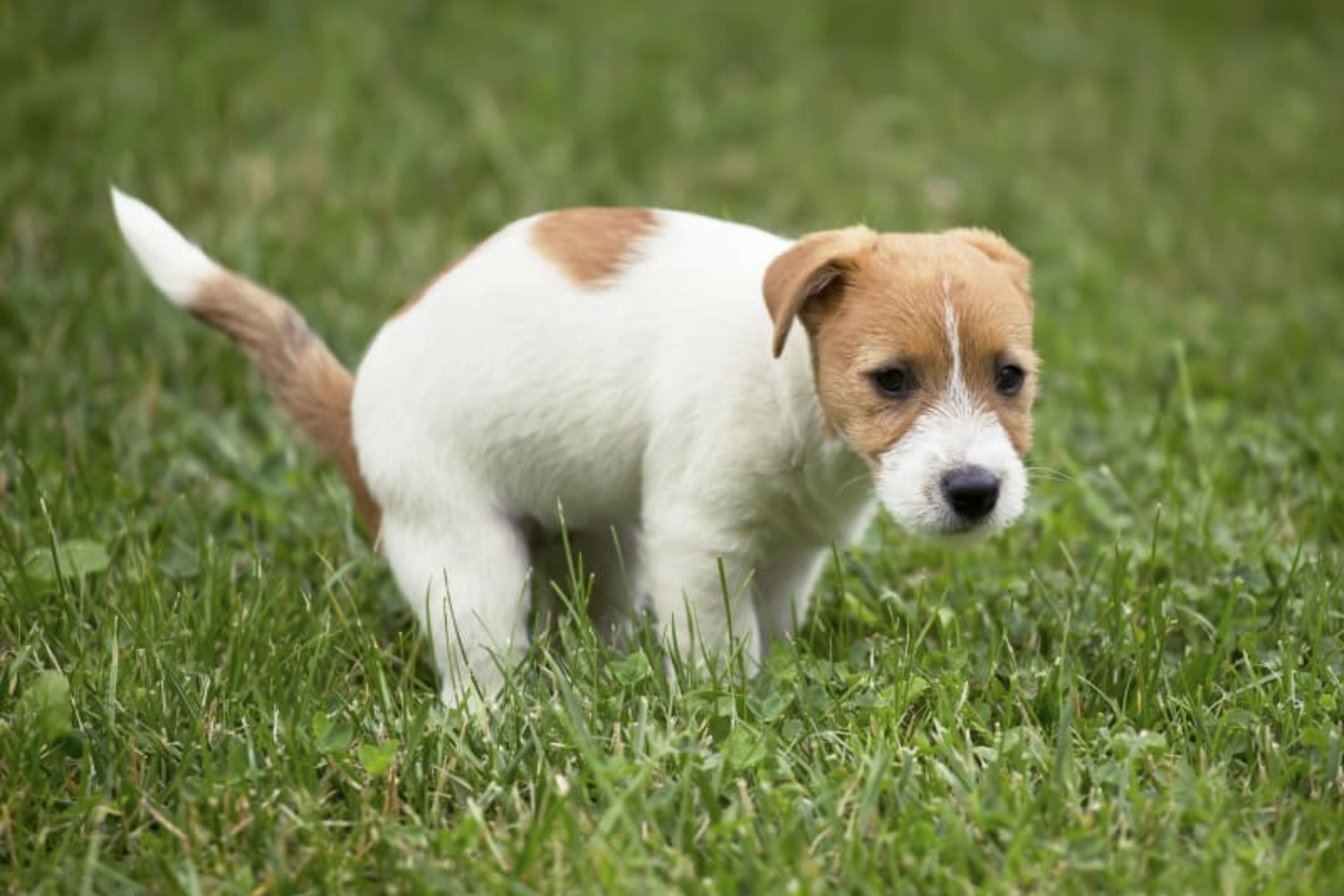 Why Does My Puppy Have Diarrhea?