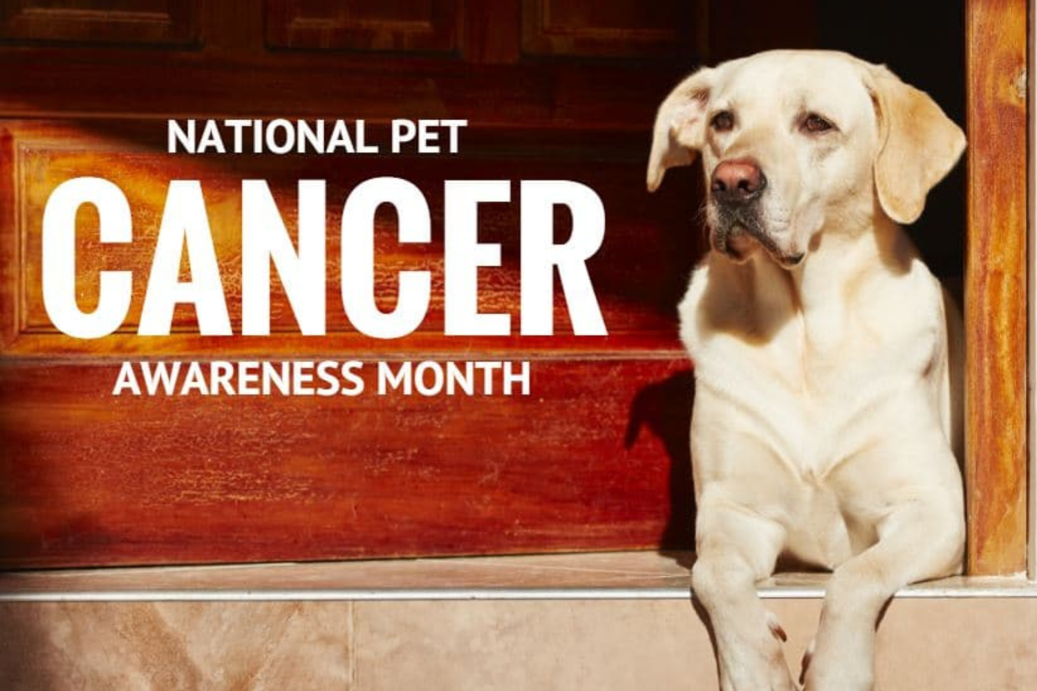 Canine Cancer Awareness Month