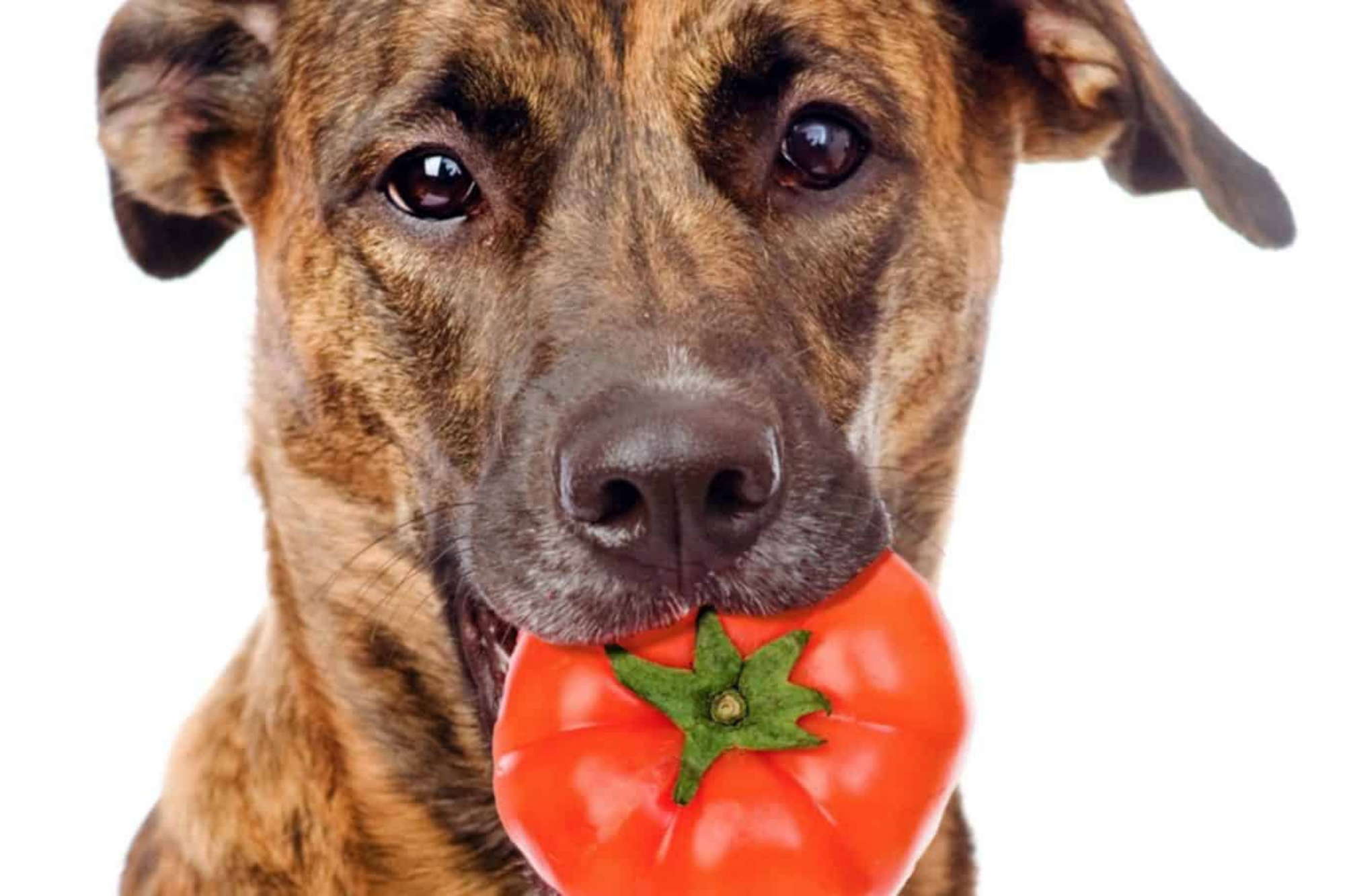 Can Dogs Eat Tomatoes Nextrition Pet