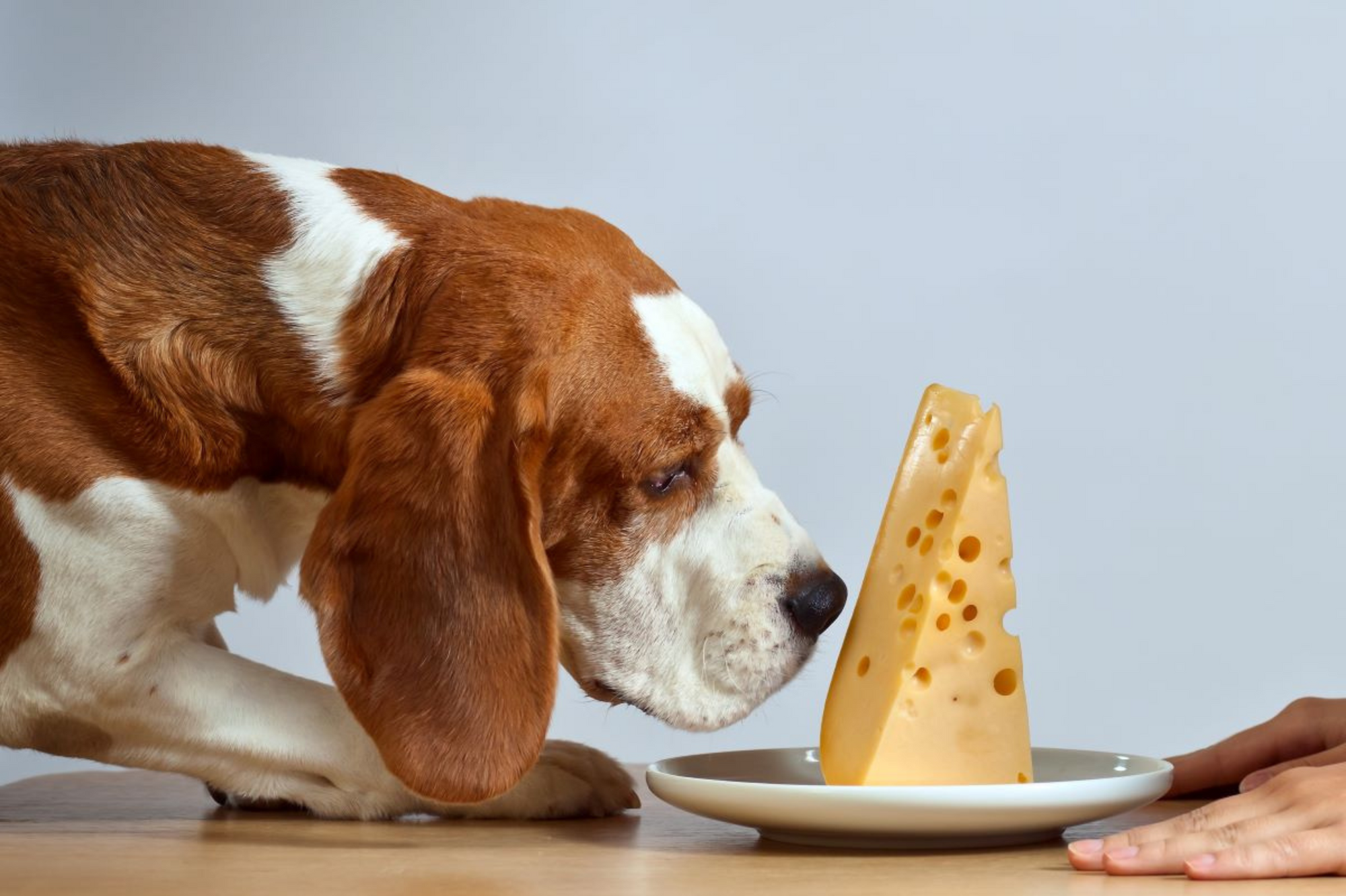 Is it safe for dogs to eat cheese best sale