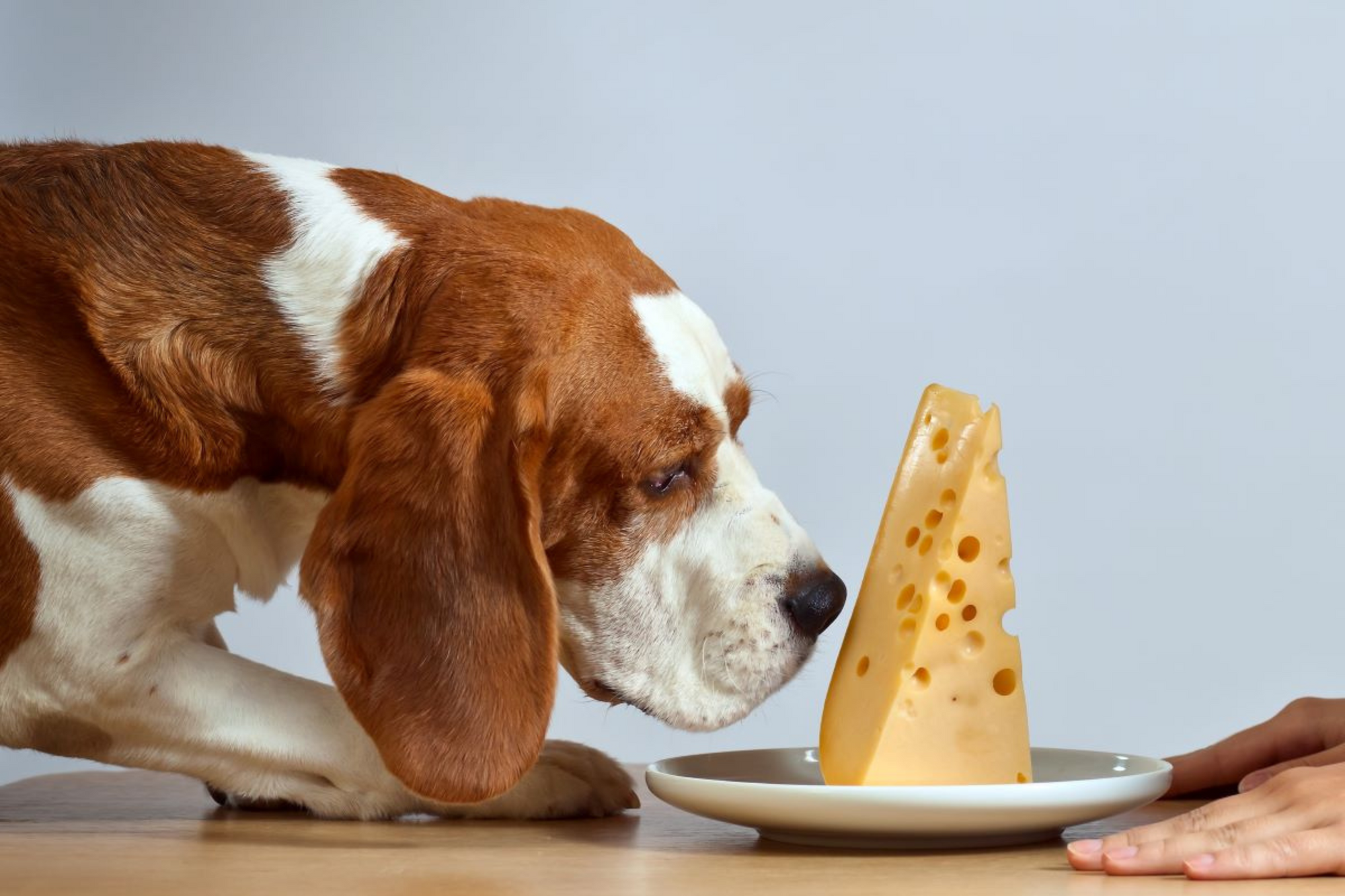 Can Dogs Eat Cheese?