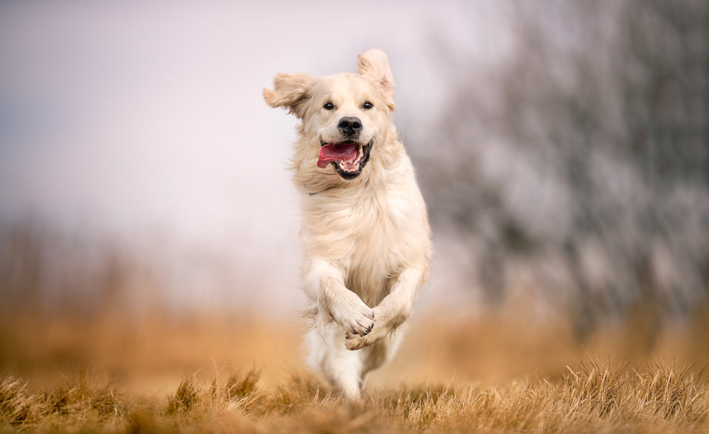 Wellness for Dogs Nextrition's Deep Dive Into Canine Gut Health