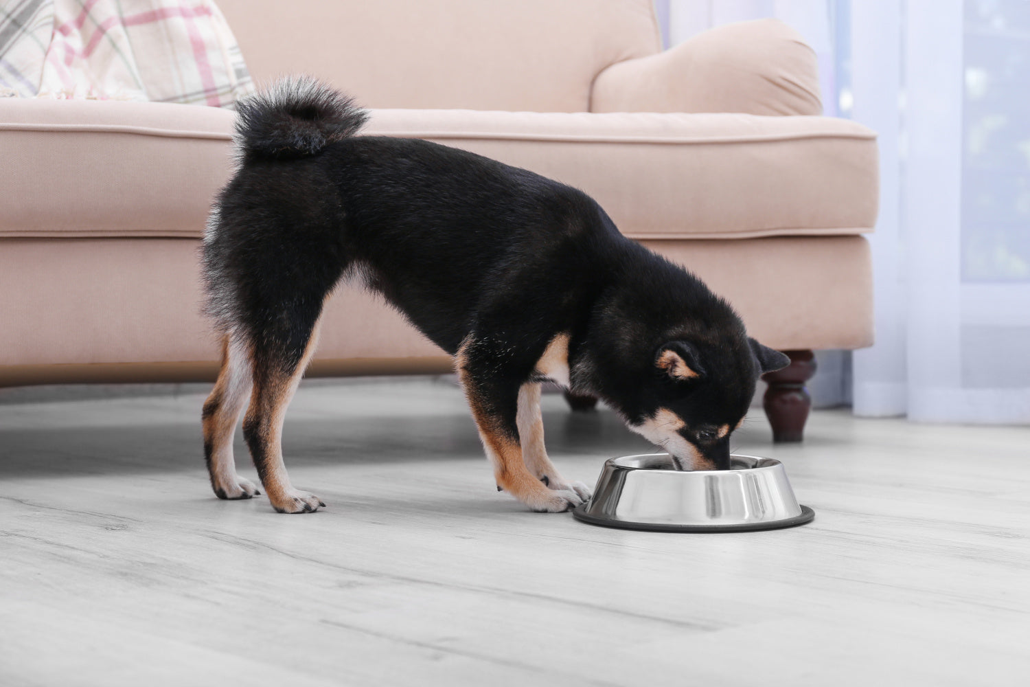 What Are My Options for Non-Kibble Dog Food?