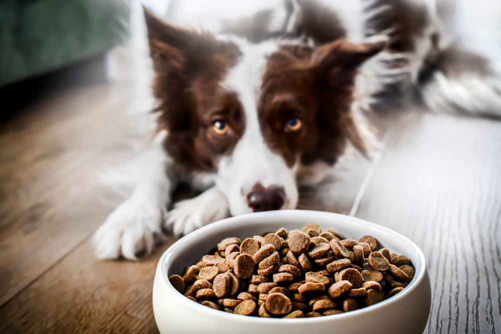 What is Special About Dog Food Designed for Gut Health?