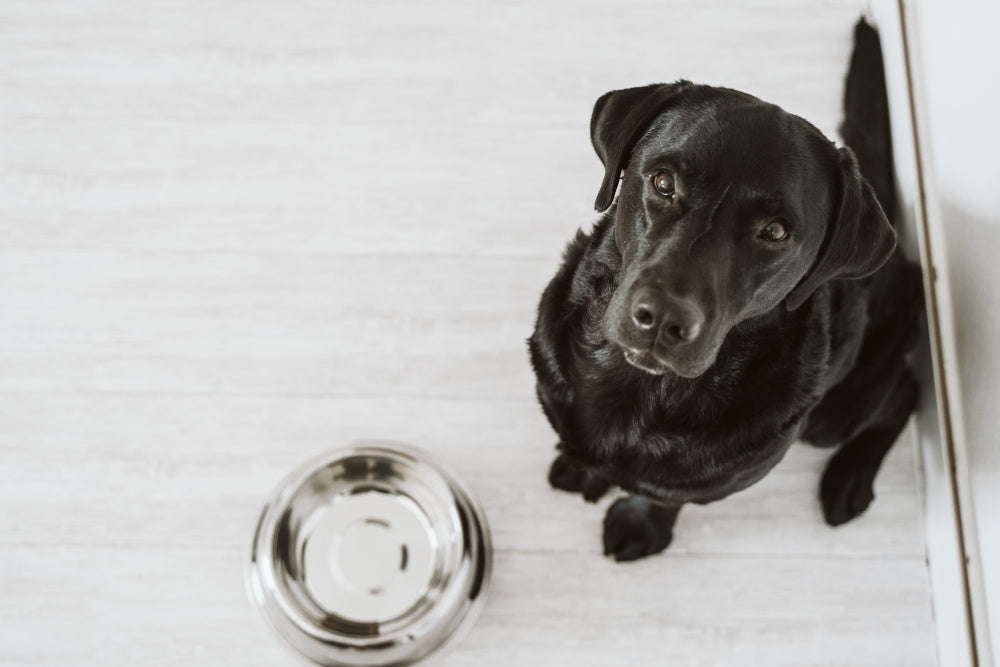 Can Dogs Eat Barley Nextrition Pet