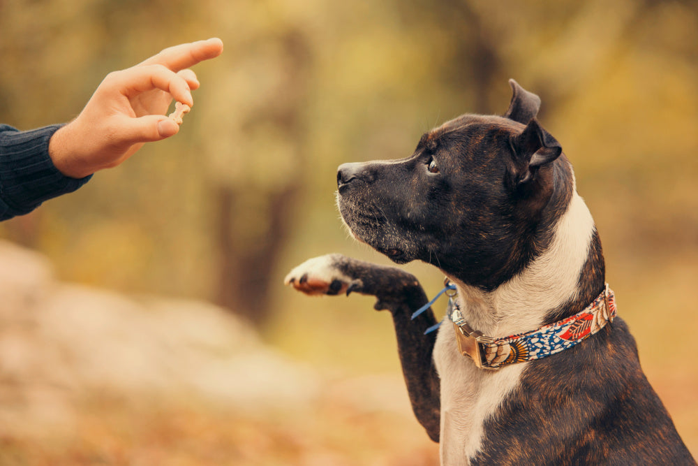 What to Do if Your Dog Is a Regular Food Thief