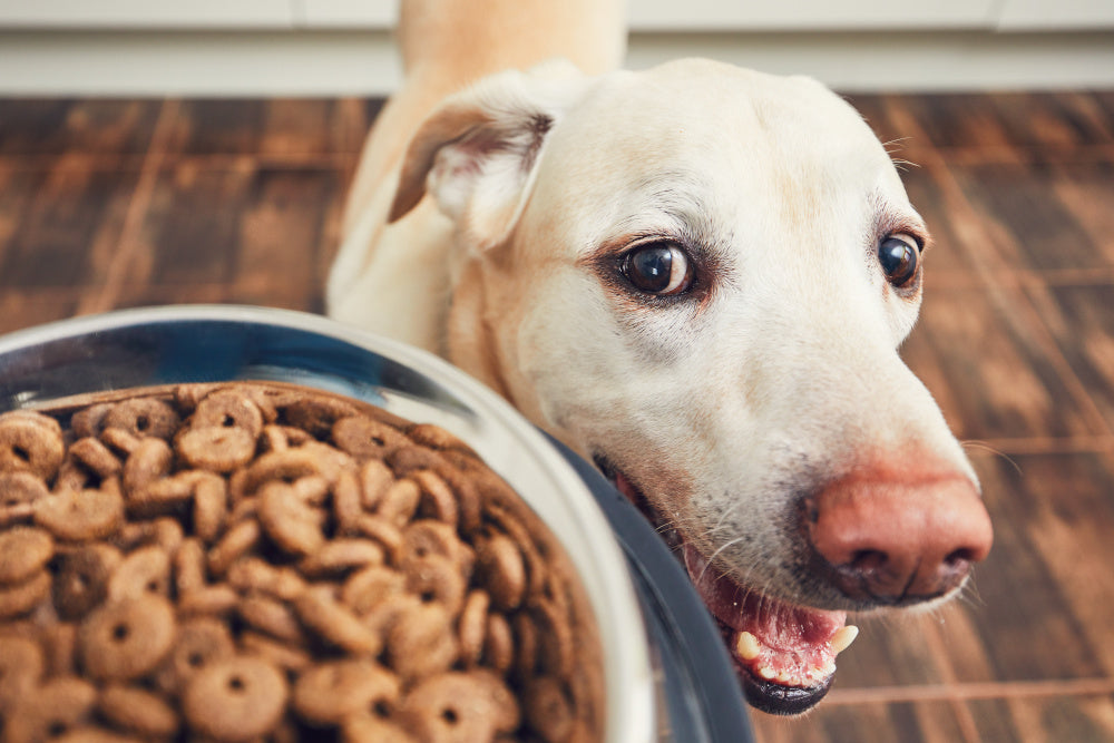 When Dogs Gulp Their Food, It's Not the End of the World