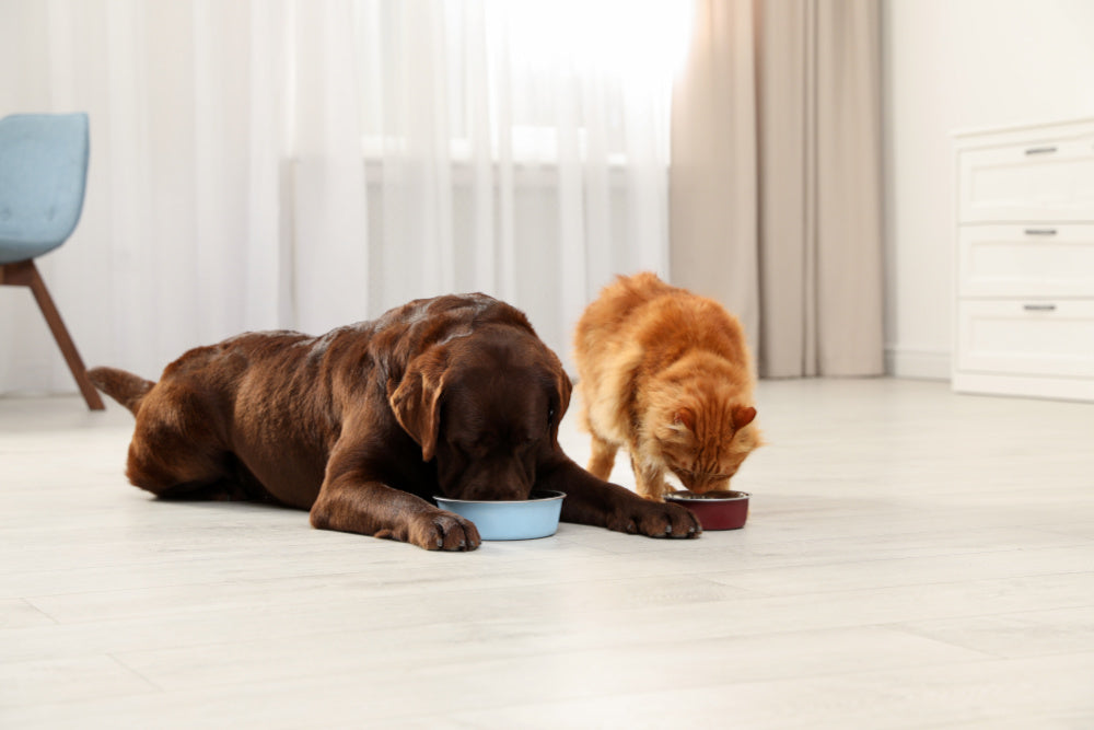 When It Comes to a Dog's Taste, It's More About Smell