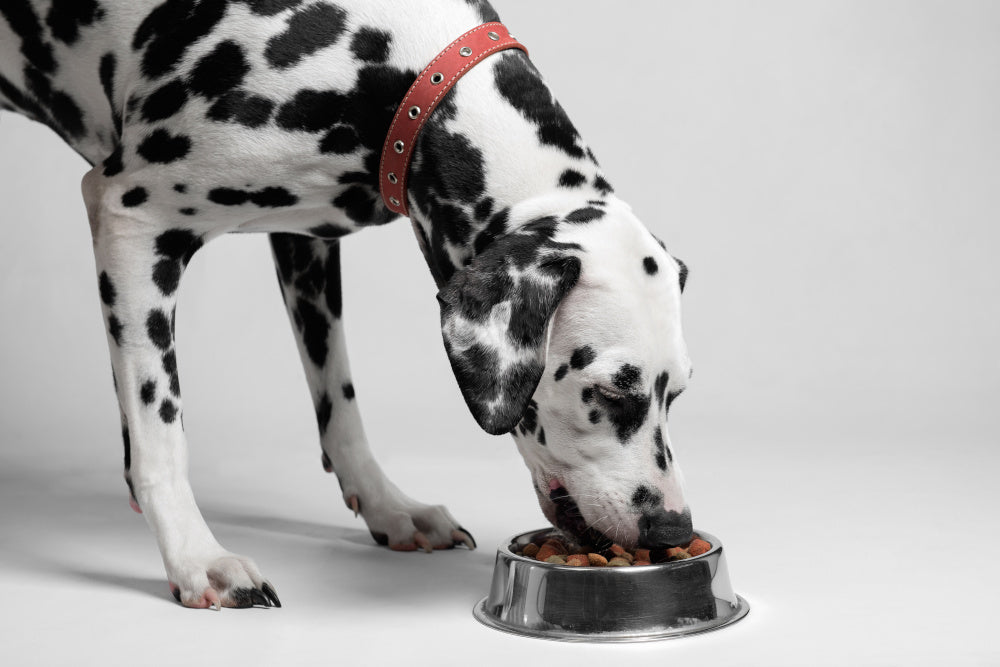 When a Dog's Digestive Issues Are Related to Its Food