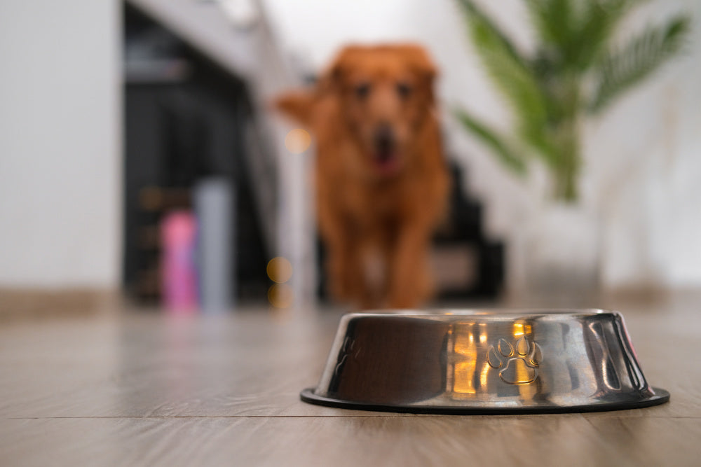 Which Is Better for Your Dog: Kibble or Cold-Pressed Food?