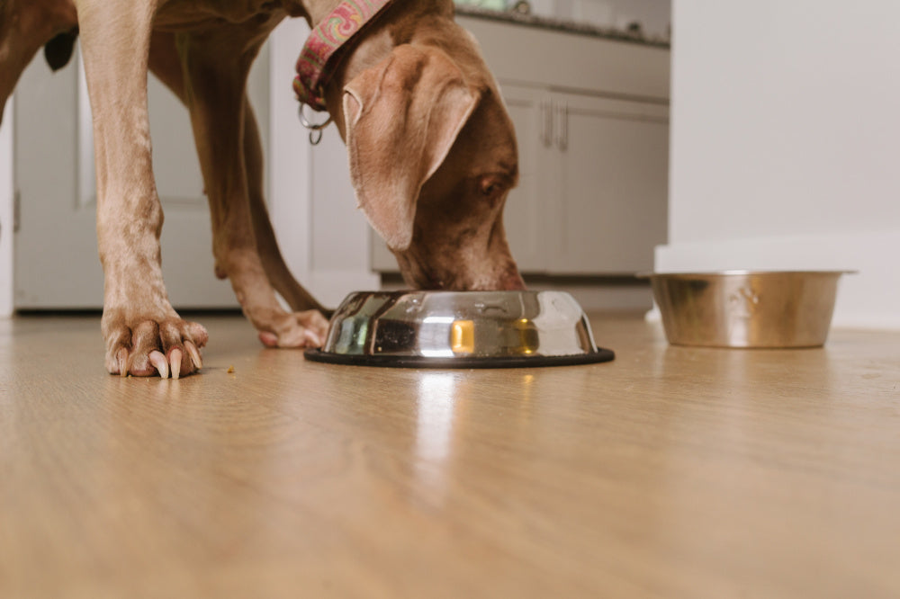 Why Cold-Pressed Dog Food Is the Best of Both Worlds