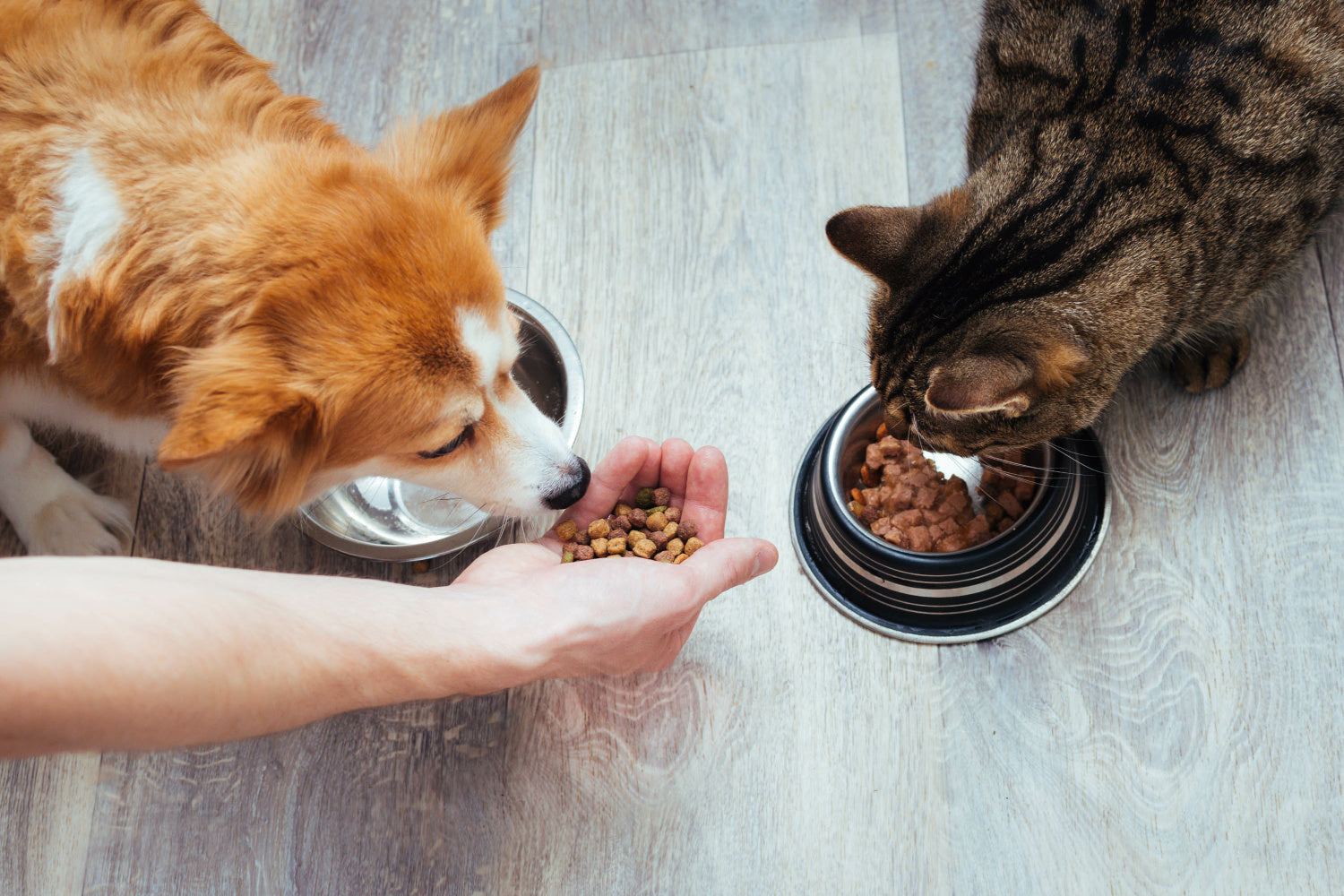Why Even the Treats You Choose Matter to Your Dog's Gut