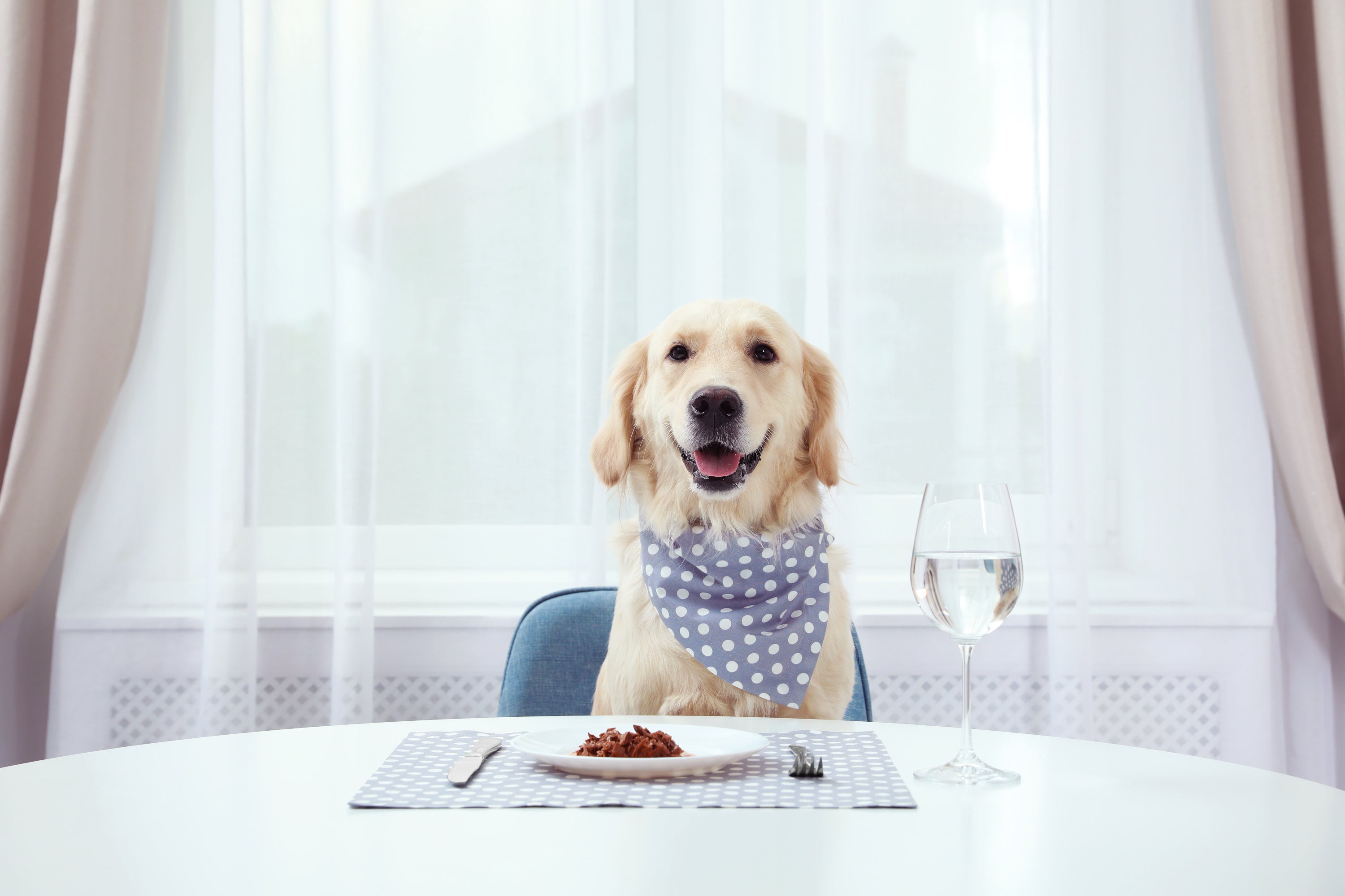 Visual Reference: Why Feeding Your Dog Grapes Is Bad