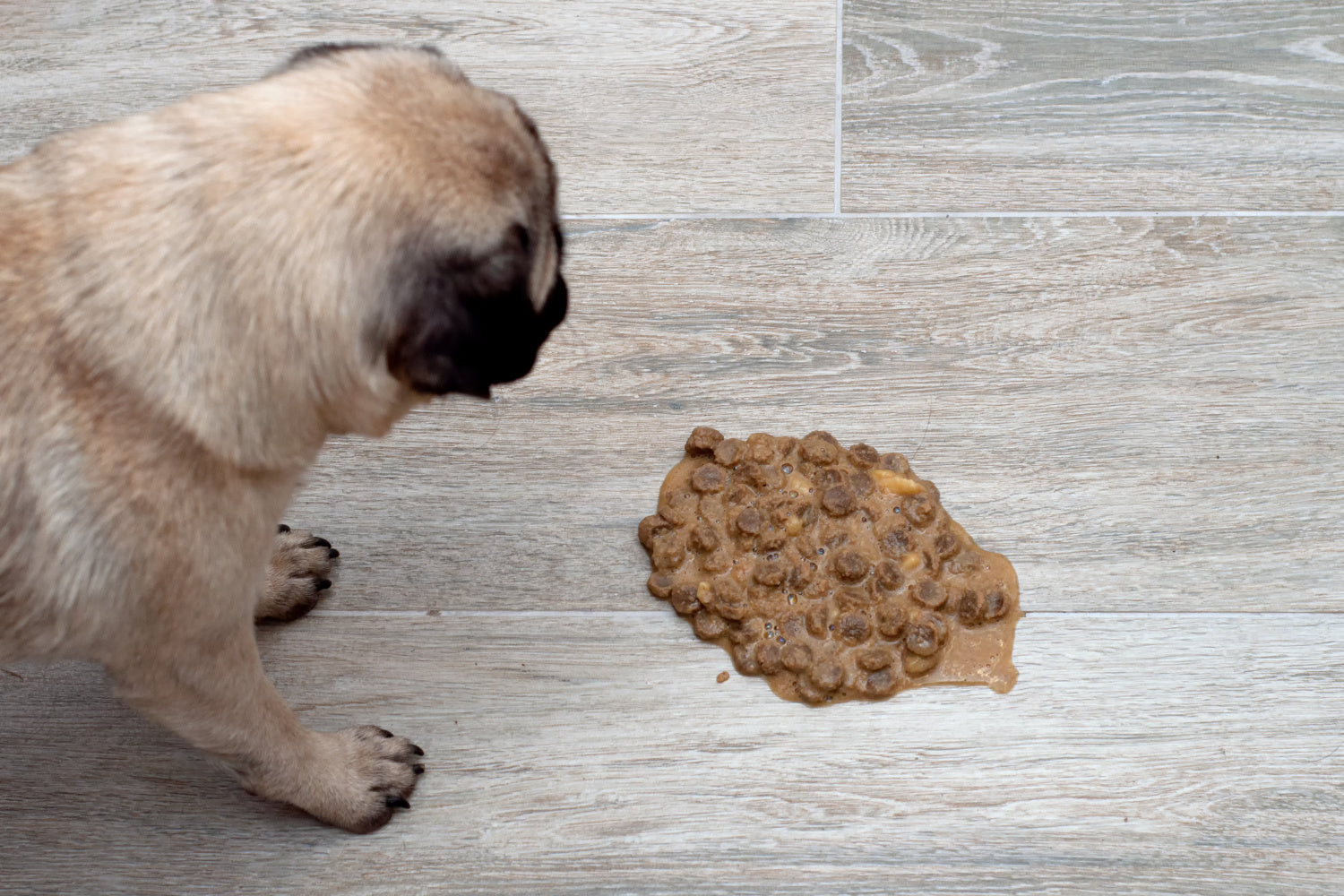 Why Is My Dog Throwing Up Kibble Whole?