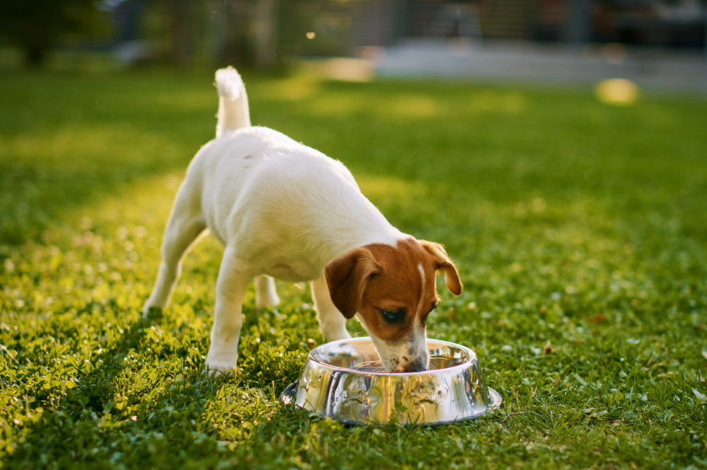 Why 'Picky Eater' Dogs Might Prefer Cold-Pressed Food - Nextrition Pet
