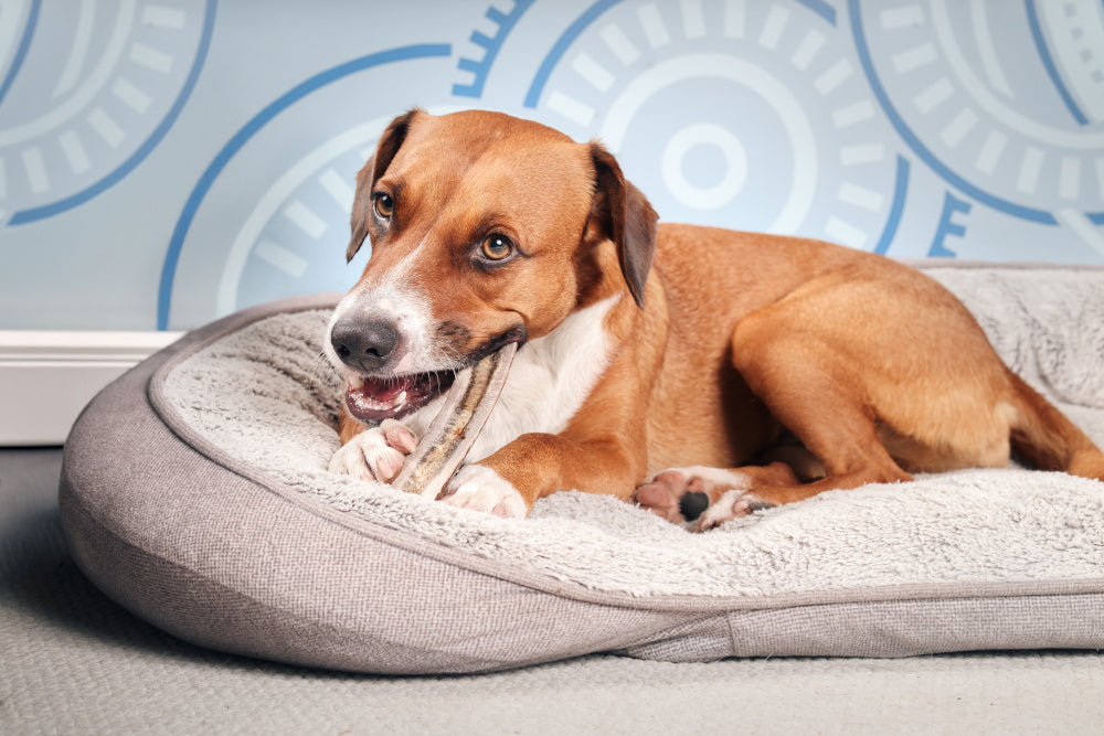 What Happens If a Dog Eats Moldy Food: Risks & Emergency Tips